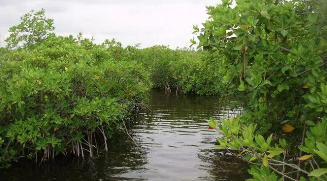 Quintana Roo: Agua pierde calidad (Luces del Siglo)