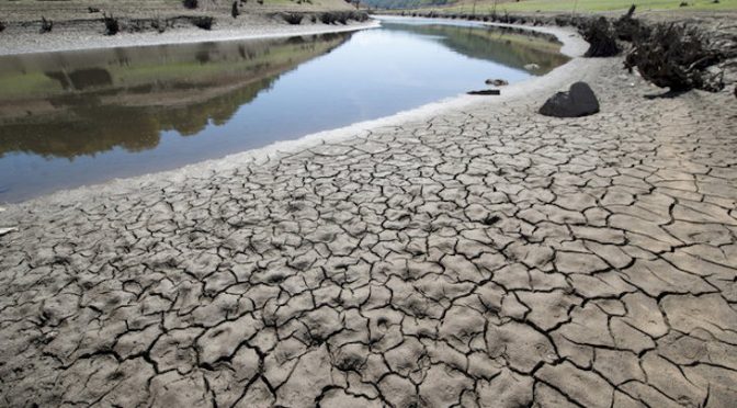 Las plantas deben racionar su uso del agua en las sequías… ¿cómo? (Ecoticias)