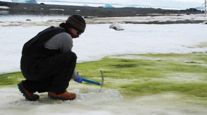 La nieve se está volviendo verde en la Antártida (y el cambio climático lo empeorará) (CNN)