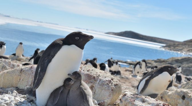 Los cambios en el hielo alteran las colonias de pingüinos más abundantes en la Antártida (El País)