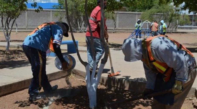 Chihuahua: Aplican zeolita a árboles de la ciudad para que retengan más agua (Tiempo)
