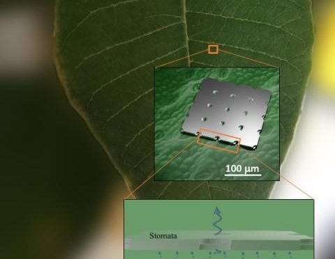 Evitando la pérdida de agua en árboles sintéticos (Noticias de la Ciencia)