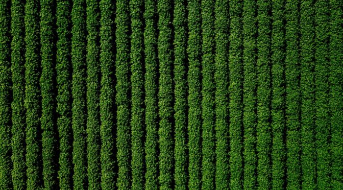 EE.UU.: Empresa disminuye uso de cloro y aumenta eficiencia en uso de agua de industria frutícola (Portal Frutícola)