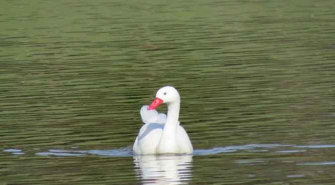 Lagunas de Chile vuelven a acumular agua tras estar casi dos años secas (Infobae)