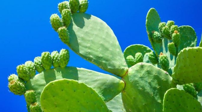 EEUU: Científicos confirman que el nopal es el mejor purificador de agua (El Sol de Toluca)