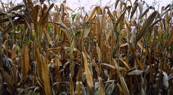 Entregarán 87 mdp a productores afectados de Zacatecas (El Sol de Zacatecas)