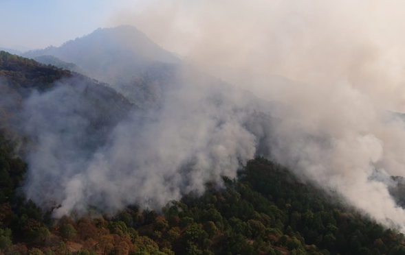 Alertan por pérdidas de bosques en Michoacán (La Jornada)