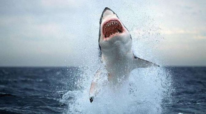 Sudáfrica: ¡Impresionante! Tiburón es fotografiado “volando” sobre el agua tras salto de varios metros (El Heraldo de México)