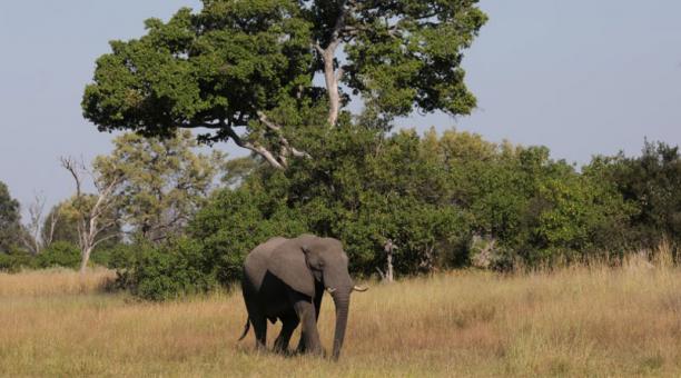 Botsuana dice que toxinas en el agua acabaron con la vida de cientos de elefantes (El Comercio)
