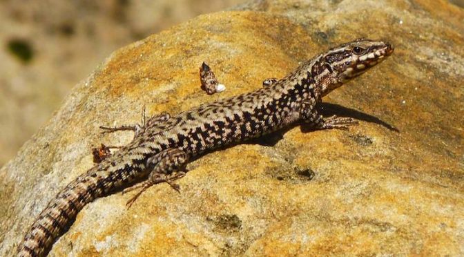 España: La falta de agua reduce la tolerancia de las lagartijas ibéricas a las altas temperaturas (Ecoticias)