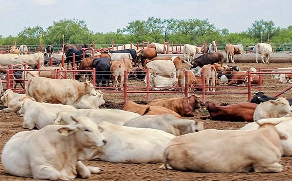 Alrededor de 10 mil litros de agua se gastan para producir un kilo de carne en Sonora, revela investigadora del Colson (Proyecto Puente)