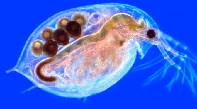 Las cremas de protección solar perjudican a unos diminutos crustáceos de agua dulce (Ecoportal)