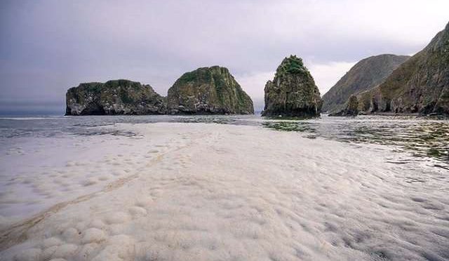 Animales marinos en península rusa murieron por microalgas (teletica)