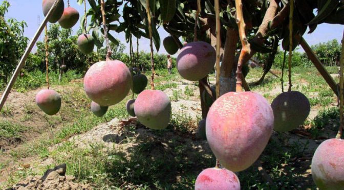 El mango podría ser perjudicado por la falta de agua (El Tiempo)