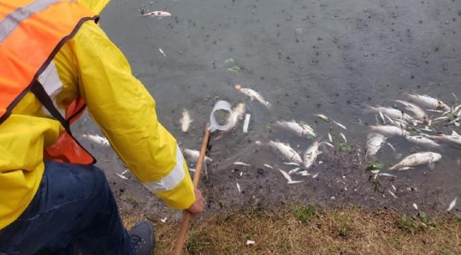 ¿Qué pasó? Mueren cientos de peces en presa de Tepotzotlán (UNO TV)