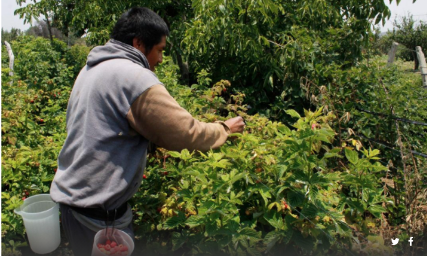 Puebla: Regulan en Tehuacán el abasto de agua para la agricultura (Milenio)