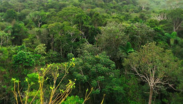 62 especialistas impulsarán conservación y recuperación de ecosistemas en el Perú (Inforegión)