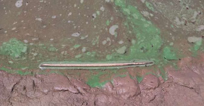 Alerta por el nivel de toxicidad del agua verde en el Delta del Paraná (VisiónRegional)