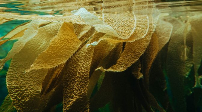 ¿Son las algas marinas la solución definitiva para acabar con el hambre y reducir el cambio climático?(Noticias ONU)