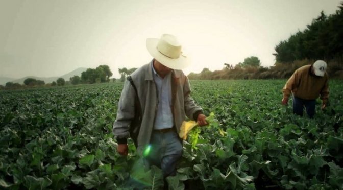 Políticas de fomento a la agricultura sustentable son positivas: Sader (La Jornada)