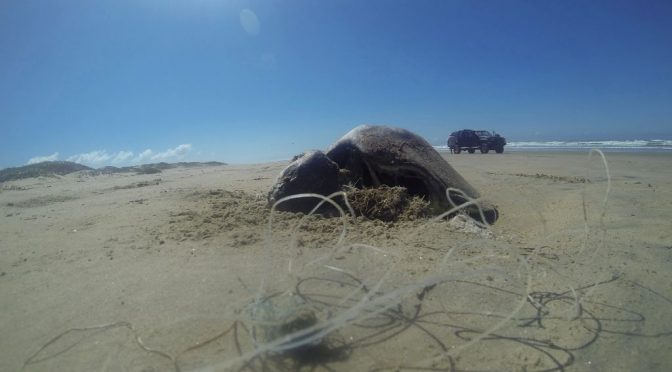 Grupos ambientalistas mexicanos invocan TMEC para protección de tortugas marinas (Aristegui Noticias)