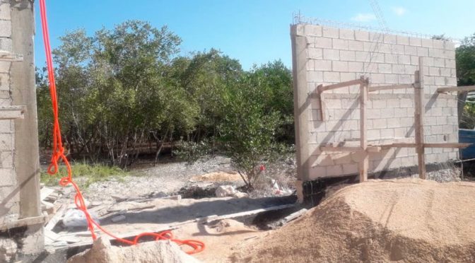Quintana Roo: Delito ambiental: vecinos denuncian tala de mangle en Holbox (sipse.com)