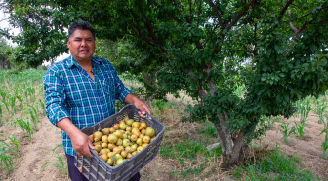Puebla: Cambio climático causa variación de precios en productos del campo: Académico (MILENIO)