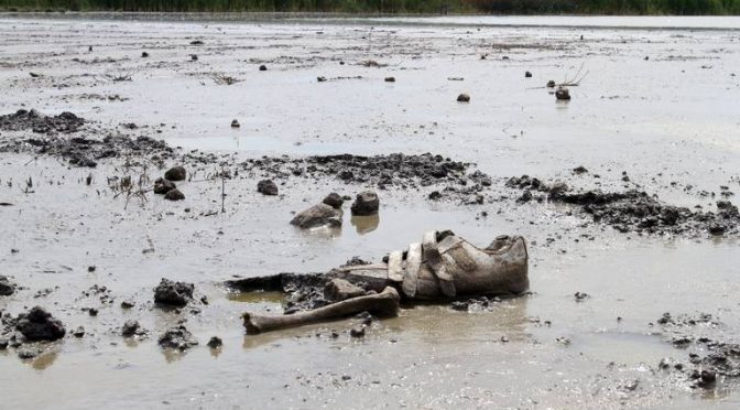 Michoacán: CEAC denuncia desinterés de municipios por rescatar el Lago de Cuitzeo (El Sol de Zamora)