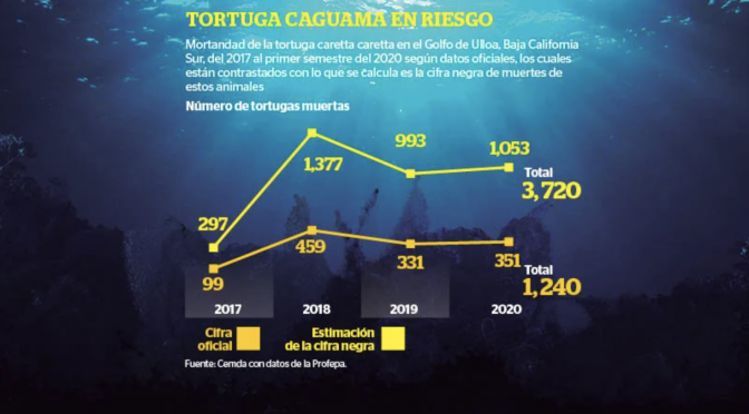 Extinción anunciada para la tortuga caguama (Reporte Indigo)