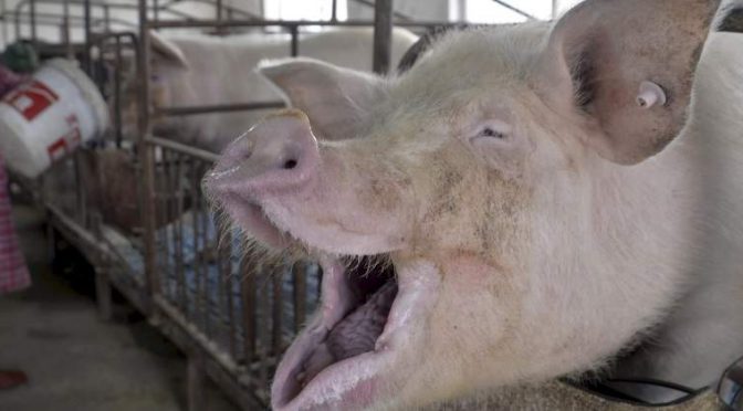 “Una laguna negra”: el desastre de las megagranjas porcinas en Yucatán (ecoportal.net)
