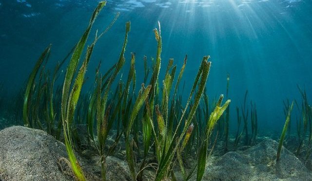 España: Así es como la hierba marina nos ayuda a eliminar el plástico de los océanos (Tekcrispy)