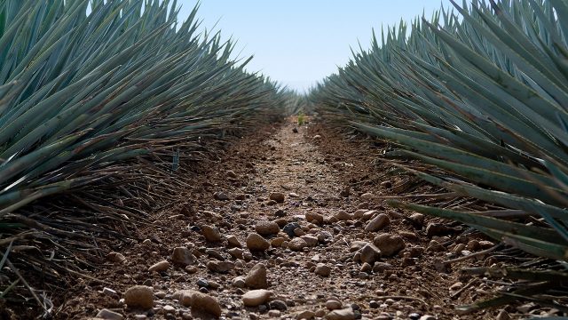 Uso del agua, el lado oscuro tras el “boom” de la industria del mezcal en Oaxaca (Rioaxaca.com)