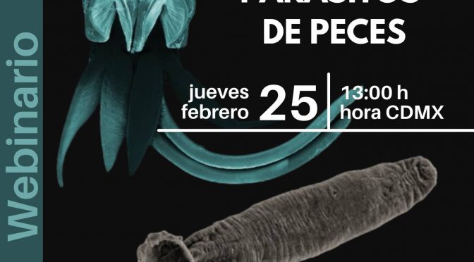 #WebinarioICML 2021-2: De monogéneos y copépodos parásitos de peces