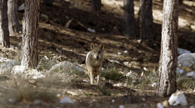 España: Gobierno y autonomías acuerdan la protección del lobo (EFE Verde)