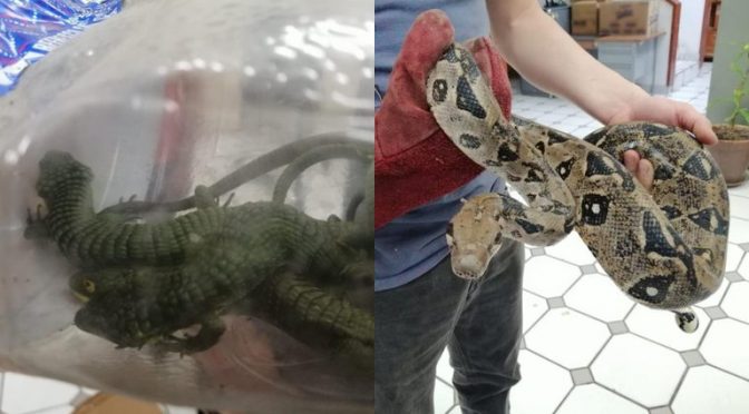 Oaxaca- Tráfico de animales: GN aseguró boas constrictor, lagartos alicantes, iguanas y un armadillo (Infobae)