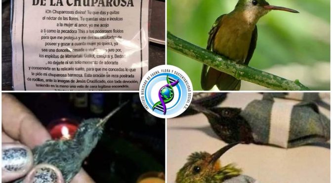 Por su importancia ecológica, piden animalistas no usar colibríes para hechizos de amor (El Heraldo de Saltillo)