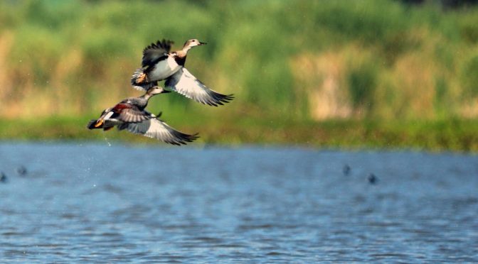 Guanajuato se suma a la estrategia nacional de conservación de las aves acuáticas migratorias (Gobierno de Guanajuato)