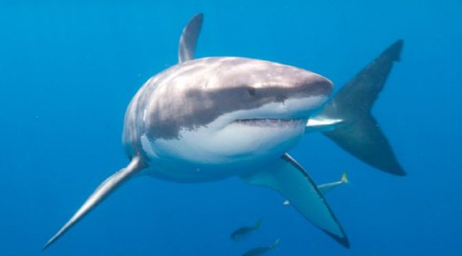 Por cambio climático, aumentan tiburones blancos en la bahía de Monterey, California (Milenio)