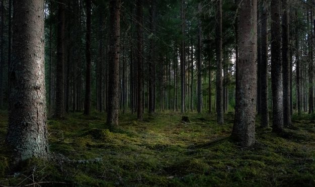 Mundo: Nuevos mapas de emisiones de carbono de los bosques del planeta para apoyar la acción por el clima (Forestnews.com)