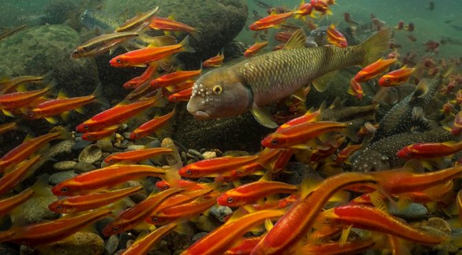 Miles de especies de peces de agua dulce en peligro de extinción, alerta WWF (Diario rotativo)