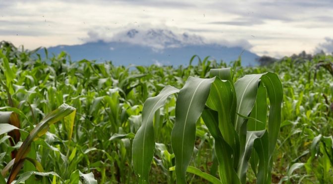 Sector agroalimentario, vulnerable en extremo a cambio climático: Inecc (La Jornada)