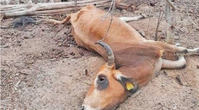 Baja California Sur: Hay alerta por sequía y ántrax en ganado de BCS (El Sudcaliforniano)