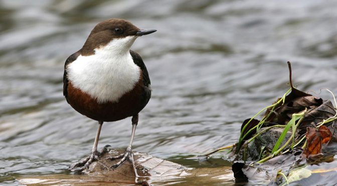 La biodiversidad invisible que mantiene a peces y aves carismáticas en los ríos (Ecomandanga)
