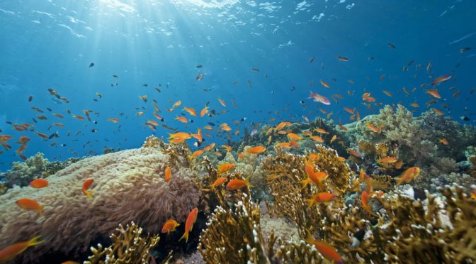 Proteger zonas oceánicas concretas para dar soluciones globales (El Ágora Diario)