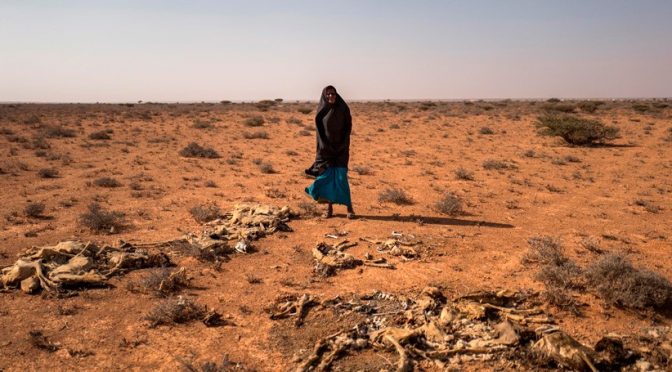 Mundo: La falta de lluvias amenaza el sustento de 2,7 millones de somalíes y su seguridad alimentaria (iagua.es)