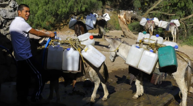 CDMX: Ante escasez habitantes de Xochimilco reparten agua con ayuda de burros (Debate)