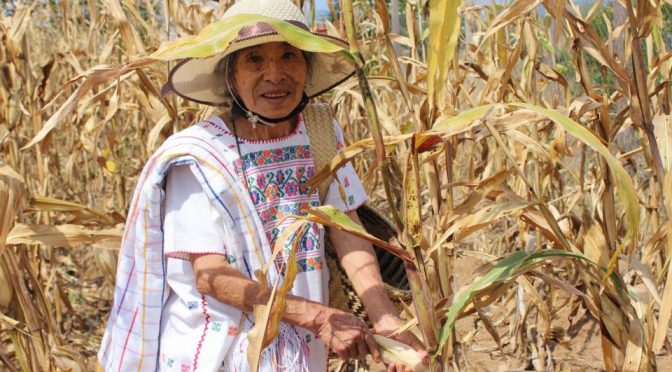 CDMX: Las milpas de México, la nueva serie de Conabio y Agricultura (Portal Ambiental)