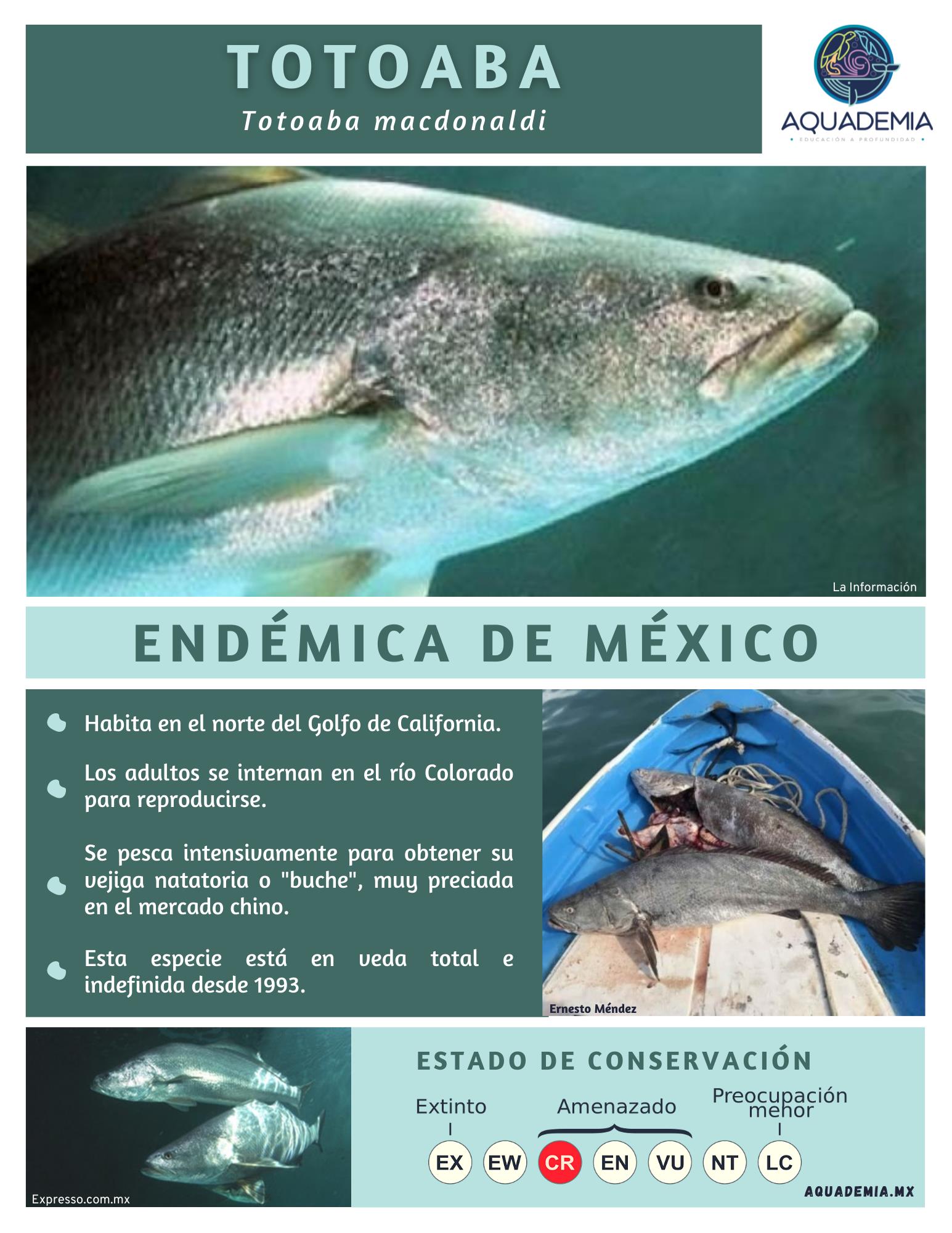 Especie Endémica de México: La Totoaba (Infografía)-AQUADEMIA