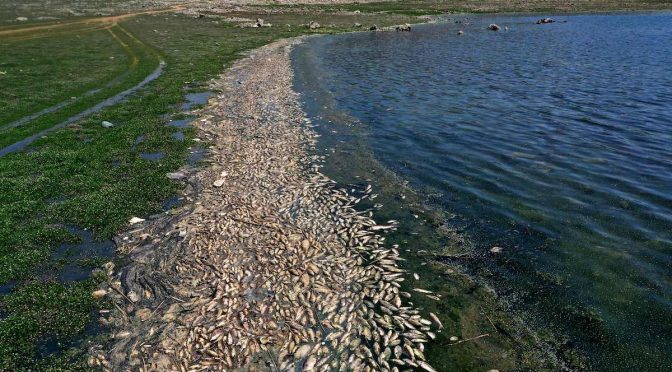 Líbano- 40 toneladas de peces muertos arrastrados a la orilla de un lago (Memo Monitor de Oriente)