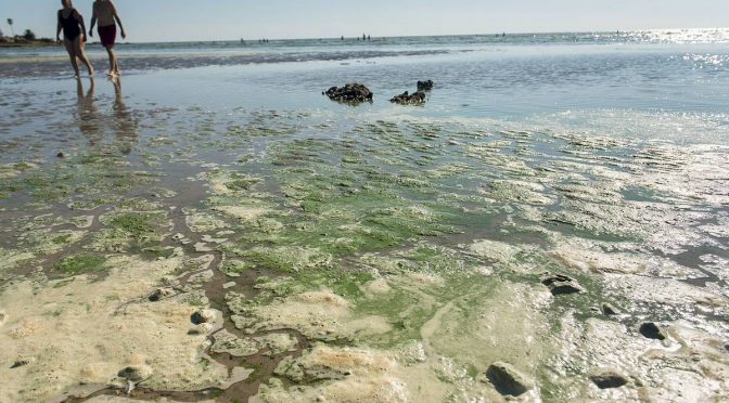 Uruguay-Tras las causas y efectos de la contaminación de cursos de agua (la diaria ambiente)